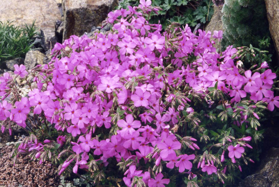 Phlox x procumbens 'Rosea' en fleurs dans un environnement ensoleillé, montrant son port étalé et ses fleurs rose lilas
